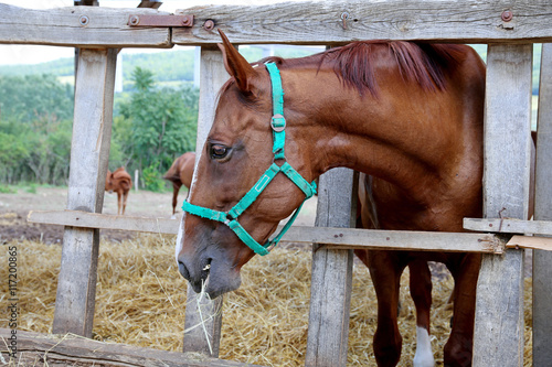 Hungarian gidran horse eating hay in the stable photo