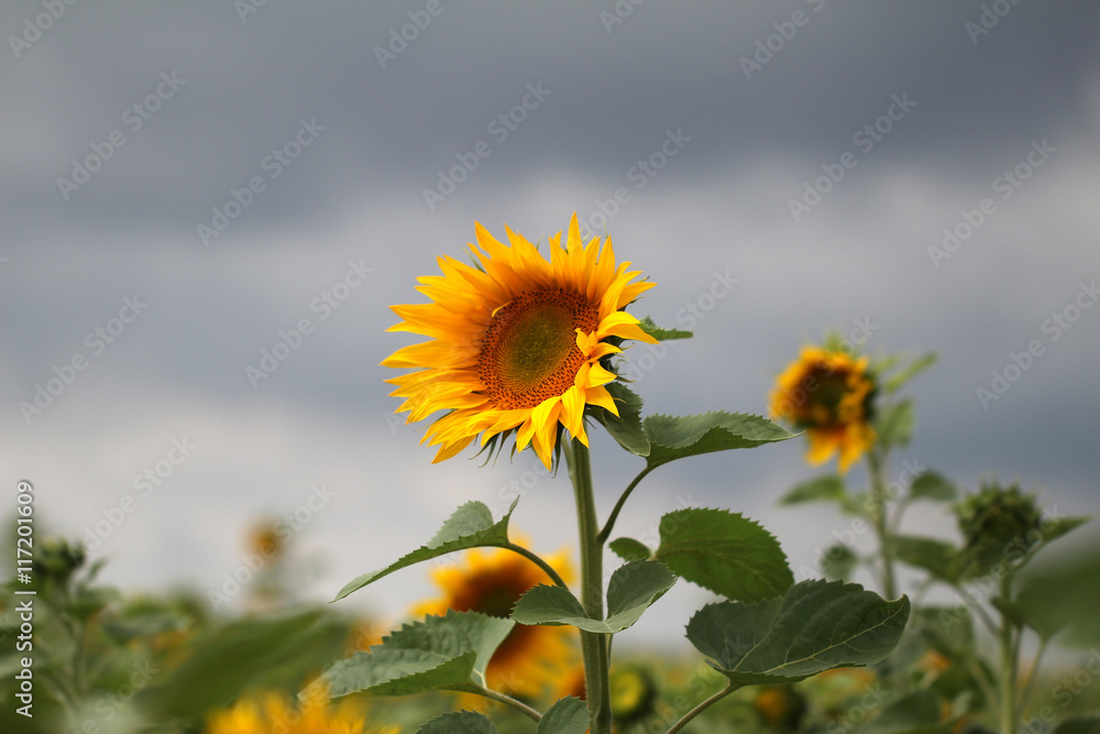Fototapeta premium Sunflowers