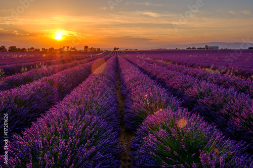 Lavender field at sunset in Provence  France