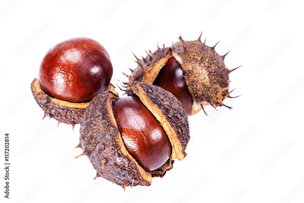 fruits of chestnuts in dry shell isolated on white background fruits of chestnuts in dry shell isolated on white background