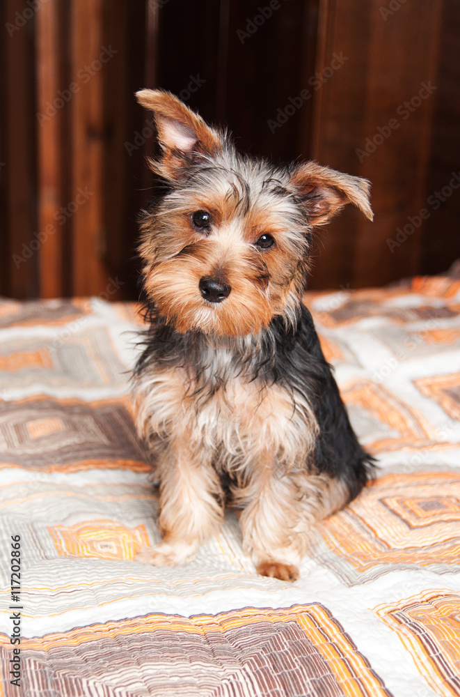 yorkshire terrier puppy in home interior yorkshire terrier puppy in home interior