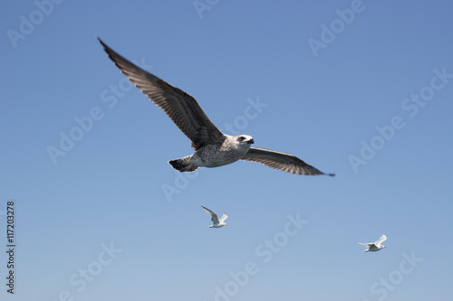 Seagulls fly against the sky