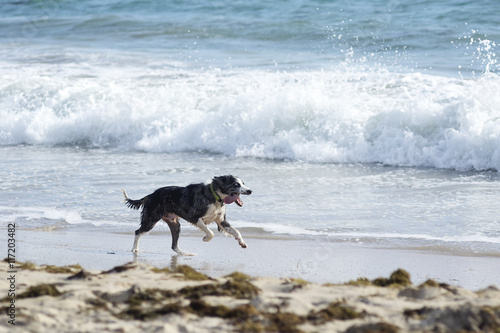 dog running on a beach