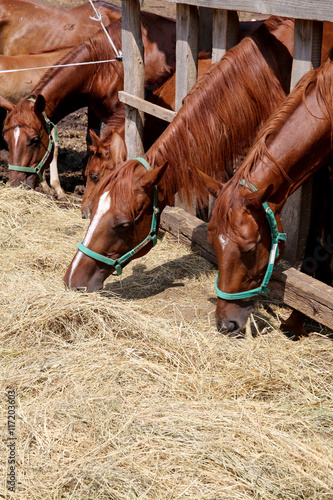 Young mares and foals eating hay vertical shot