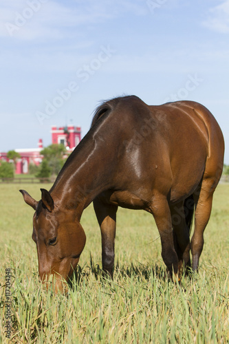 Caballos photo