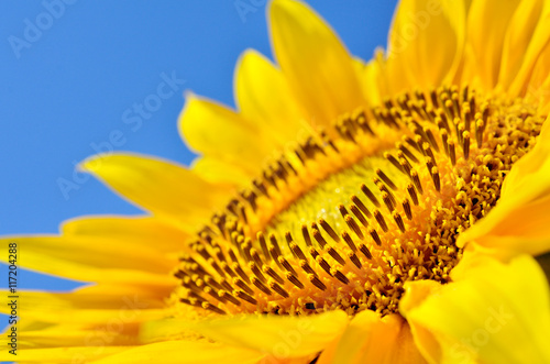 Fototapeta Naklejka Na Ścianę i Meble -  Big yellow sunflowers in the field against the blue sky. Agricultural plants closeup. Summer flowers the family Asteraceae.