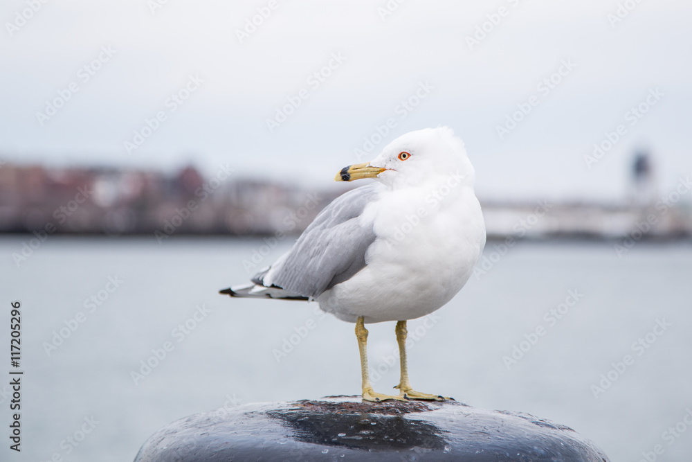 Fototapeta premium Seagull standing on a bollard and looking at the camera on a cold cloudy day in winter. Harborwalk, Boston, MA, USA