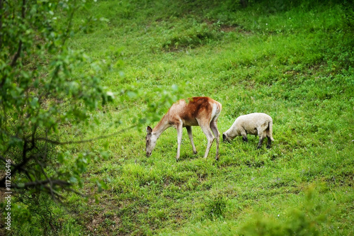 Deer graze next to sheep