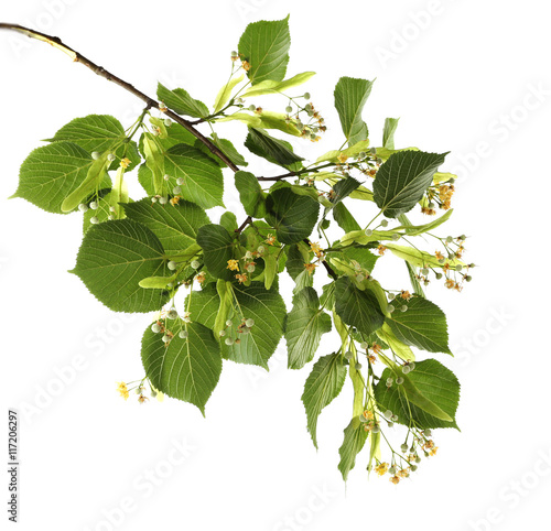 Linden branch isolated on white photo