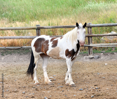 Lone Paint Horse photo