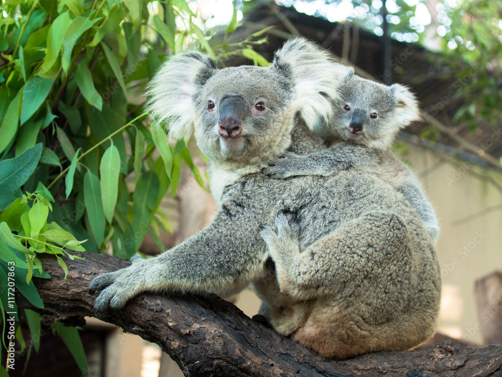 Fototapeta premium Adult koala sitting on a branch and holds on his back a little baby on the background of green leaves