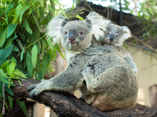 Adult koala sitting on a branch and holds on his back a little baby on the background of green leaves
