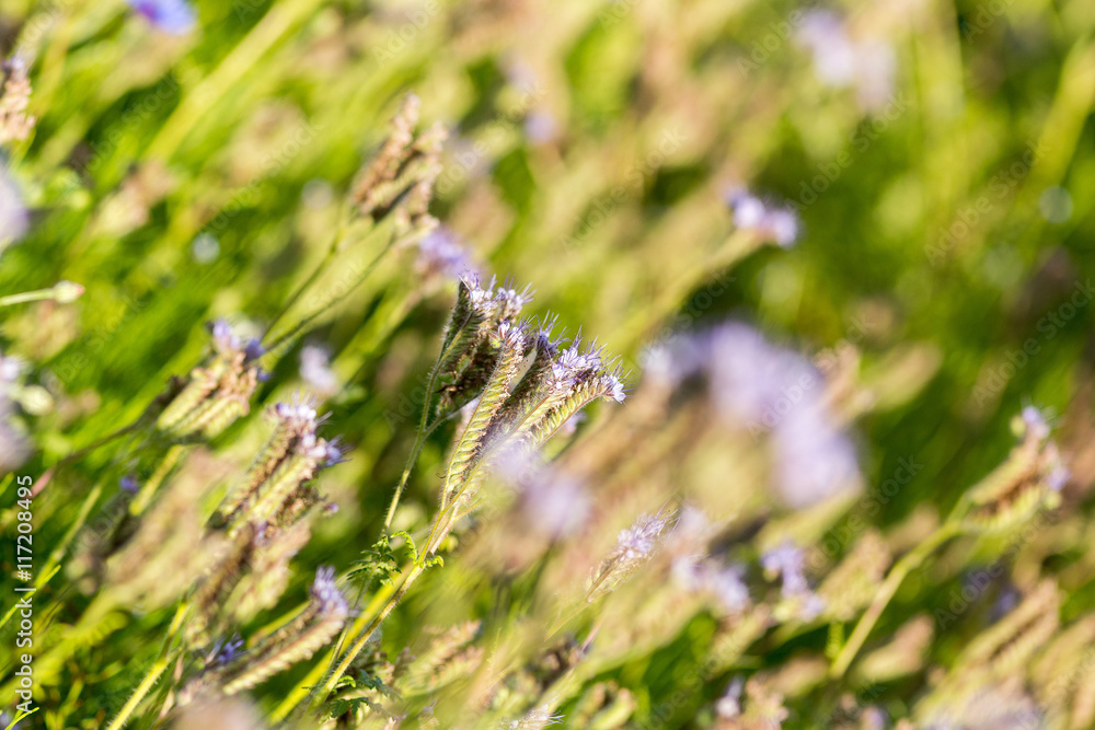 Phacelia (Phacelia tanacetifolia) is a very attractive plant. One of