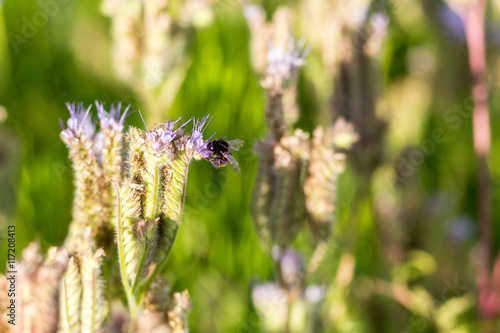 Phacelia (Phacelia tanacetifolia) is a very attractive plant. One of the best honey-producing flowers for honeybees also known for its 