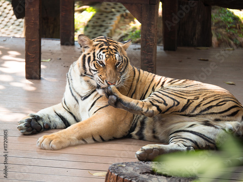 Adult tiger lying on wooden boards and licking his paw