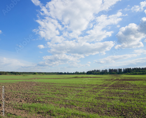 Agricultural field on which grow the young grass.