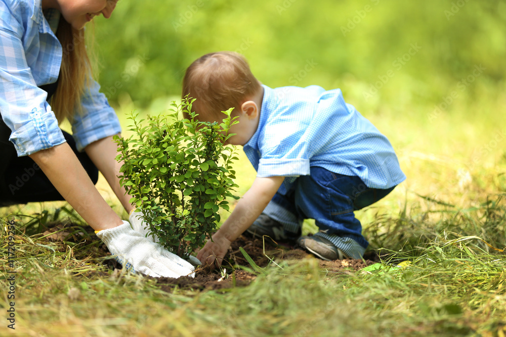 Cute baby boy planting tree with parent in garden Cute baby boy planting tree with parent in garden