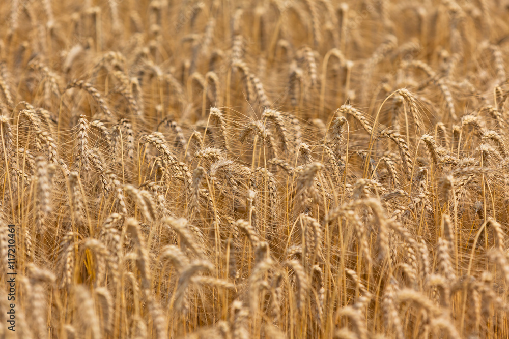 Fototapeta premium Ripe Cereal field