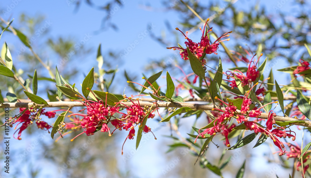 Australian Red Grevillea Splendour Flowers Australian Red Grevillea Splendour Flowers