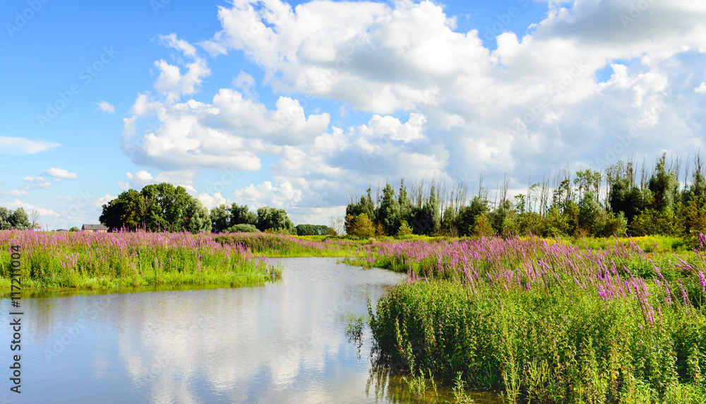 Colorful Dutch nature reserve in summertime - obrazy, fototapety, plakaty 