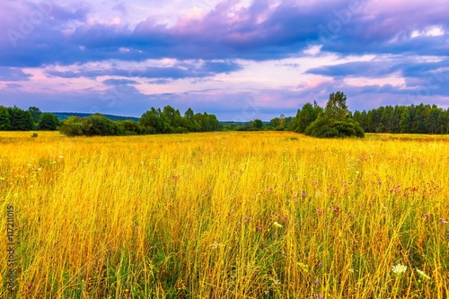 Polish grassland or meadow photographed at summer