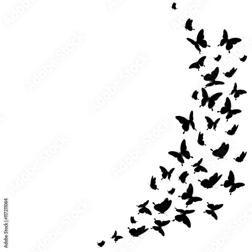 black butterflies,isolated on a white