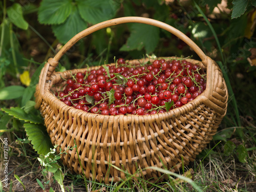 red currant berries in wicker basket outdoors
