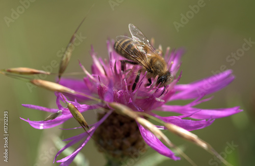 Bee on bloom of thistle flower