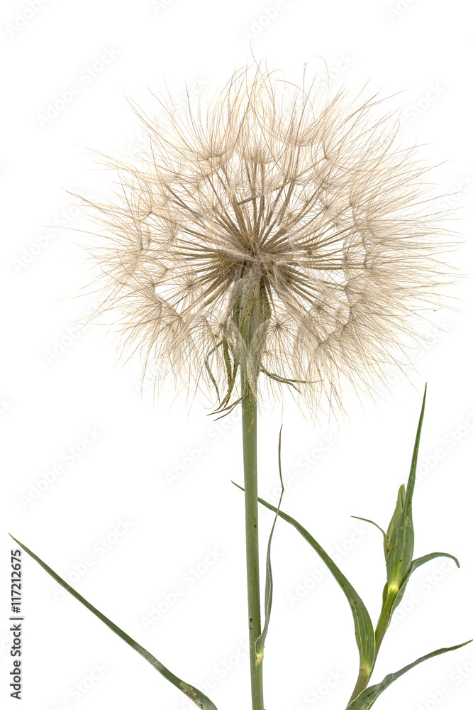 Tragopogon pratensiss close-up, isolated on white background
