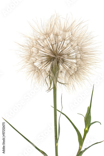 Tragopogon pratensiss close-up  isolated on white background