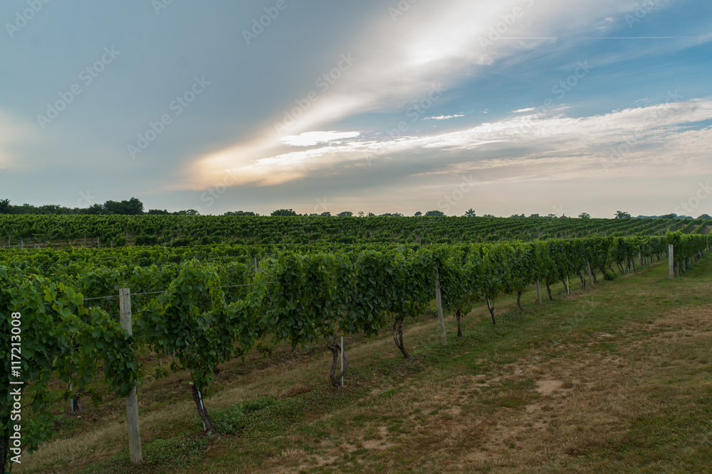 Obraz premium Rows on grape vines in field