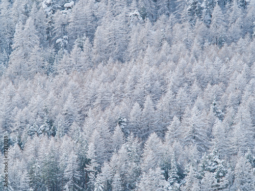 trees of a forest covered with snow and ice