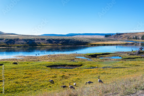 Fototapeta Naklejka Na Ścianę i Meble -  Geese on Shore of Yellowstone River
