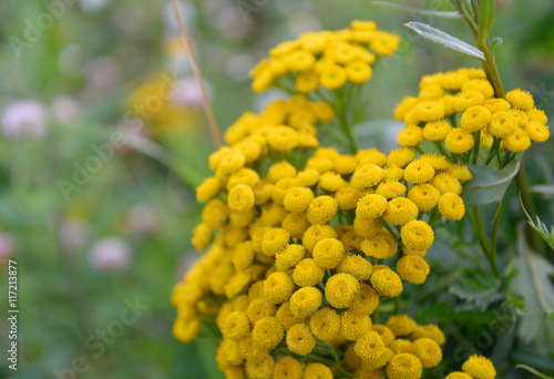 Tansy flower closeup.