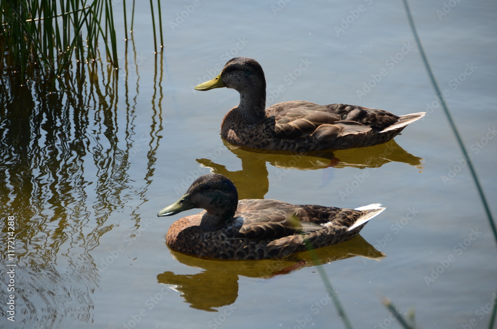 Floating or swimming Floating or swimming