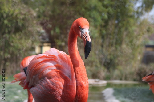 Czerwone flamingi