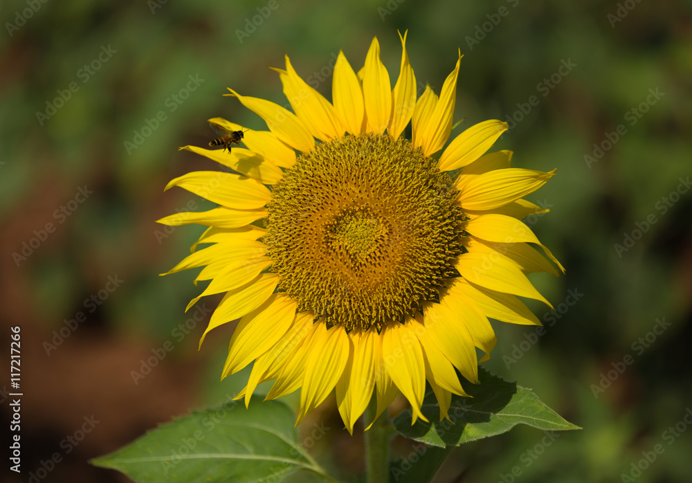 bee and sunflower bee and sunflower