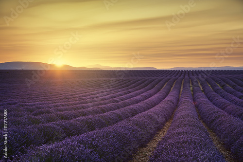Lavender flower blooming fields endless rows on sunset. Valensol
