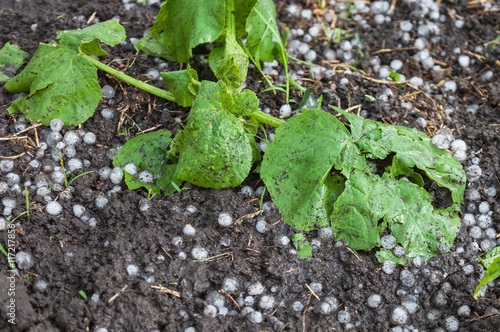 Zucchini plants damaged by hail