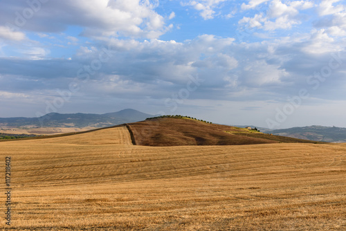 Hay bale in the middle of a field in Tuscany with a row of cypress tree in background