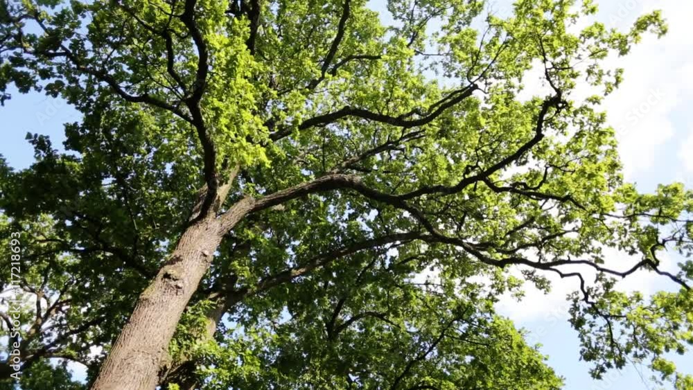 Sun rays streaming through tree branches - seen from below Sun rays streaming through tree branches - seen from below