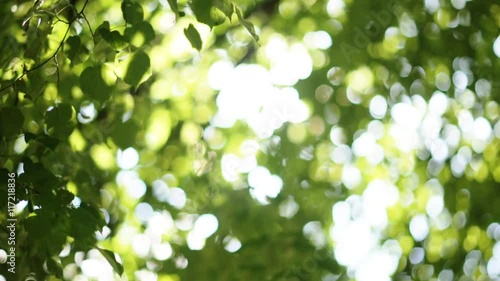 Forest trees leaf. nature green wood sunlight backgrounds.