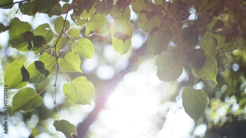 Forest trees leaf. nature green wood sunlight backgrounds.
