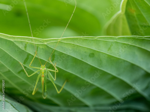 Photograph of a long legged green drumming katydid on a ribbed hosta leaf in a garden.