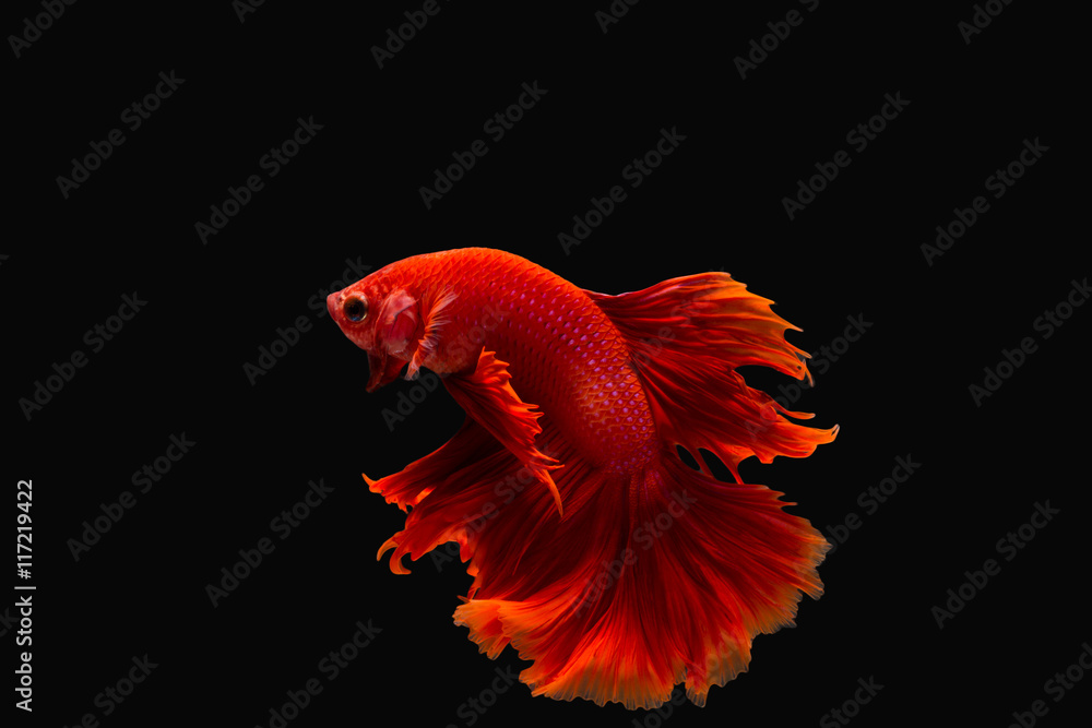 fighting fish or betta splendens on black background fighting fish or betta splendens on black background