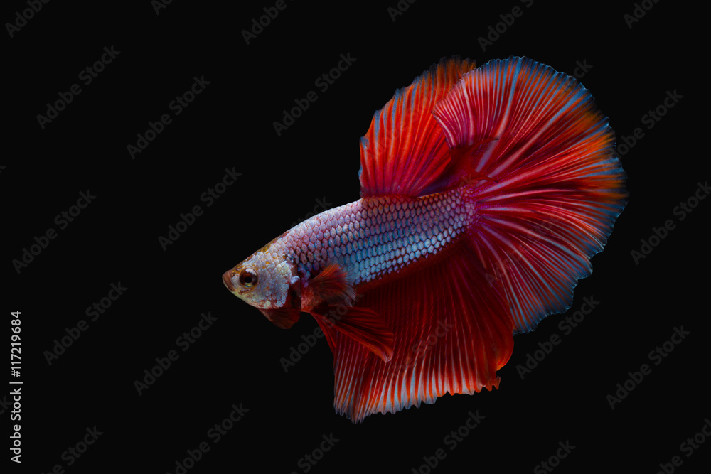 fighting fish or betta splendens on black background fighting fish or betta splendens on black background