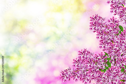 Spring landscape. Fragrant branch of beautiful flowers lilac.