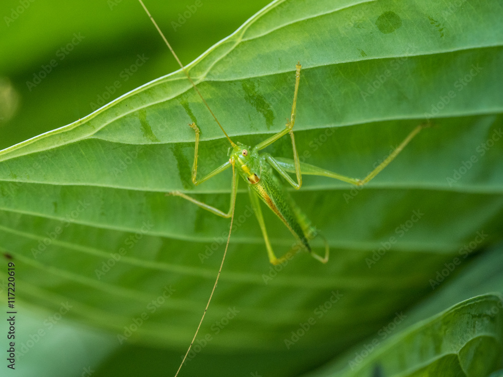 Photograph of a long legged green drumming katydid on a ribbed hosta leaf in a garden. Photograph of a long legged green drumming katydid on a ribbed hosta leaf in a garden.
