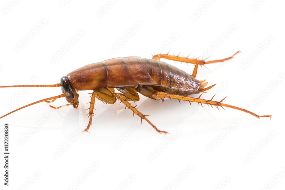 Close up dead cockroach on white Close up dead cockroach on white
