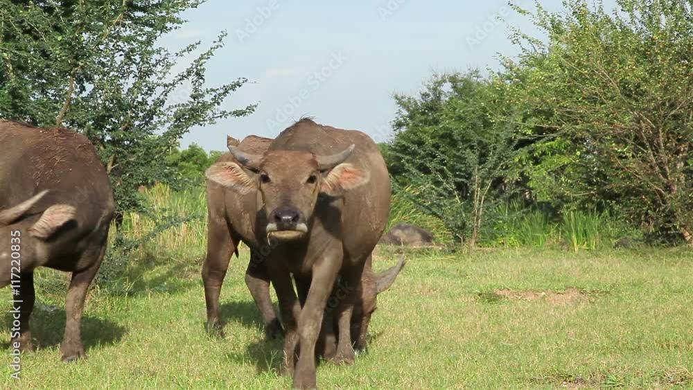 water buffalo looking at camera and come forward water buffalo looking at camera and come forward